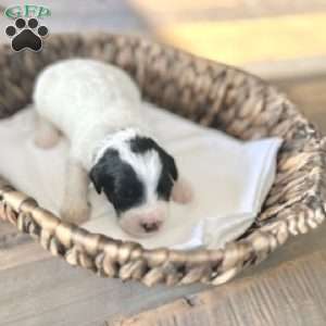 Buckeye, Miniature Poodle Mix Puppy